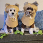 Two dogs dressed in Ewok costumes.