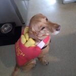 Dog dressed in a french fries costume.