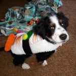 A dog in a sushi costume.