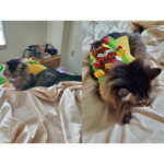 A cat in a taco costume.