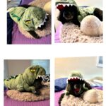 Dog dressed in a dinosaur costume.