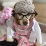 Dog dressed as elderly woman