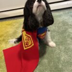 Dog dressed as a superhero