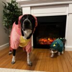 Dog and cat in dinosaur costumes