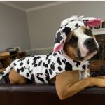 Dog dressed as a cow