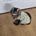 Cat in a beige onesie